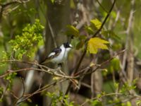 Ficedula albicollis 2cy male Hammars park, Malmö, Skåne, Sweden 20170502_0216