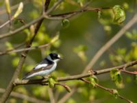 Ficedula albicollis 2cy male Hammars park, Malmö, Skåne, Sweden 20170502_0233