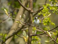 Ficedula albicollis 2cy male Hammars park, Malmö, Skåne, Sweden 20170502_0237