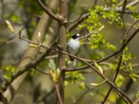 Ficedula albicollis 2cy male Hammars park, Malmö, Skåne, Sweden 20170502_0238