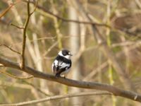 Ficedula albicollis male Hammars park, Malmö, Skåne, Sweden 20180413_0071