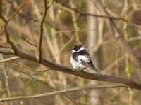 Ficedula albicollis male Hammars park, Malmö, Skåne, Sweden 20180413_0103