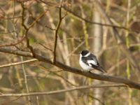 Ficedula albicollis male Hammars park, Malmö, Skåne, Sweden 20180413_0109