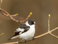 Ficedula albicollis male Hammars park, Malmö, Skåne, Sweden 20180413_0121