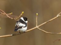 Ficedula albicollis male Hammars park, Malmö, Skåne, Sweden 20180413_0131