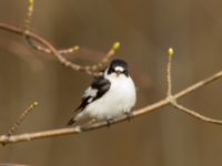 Ficedula albicollis male Hammars park, Malmö, Skåne, Sweden 20180413_0133