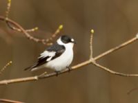 Ficedula albicollis male Hammars park, Malmö, Skåne, Sweden 20180413_0149