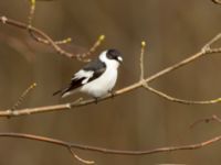 Ficedula albicollis male Hammars park, Malmö, Skåne, Sweden 20180413_0150