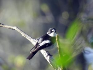 Ficedula albicollis x Ficedula hypoleuca