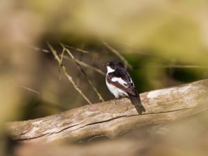 Ficedula hypoleuca - European Pied Flycatcher - Svartvit flugsnappare