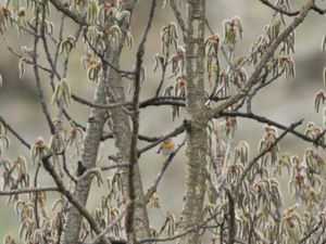 Ficedula parva - Red-breasted Flycatcher - Mindre flugsnappare