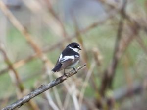 Ficedula semitorquata - Semicollared Flycatcher - Balkanflugsnappare