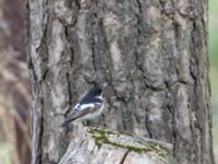 Ficedula semitorquata male Kazbegi Central Park, Stepantsminda, Mtskheta-Mtianeti, Georgia 20180423B_2813