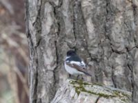 Ficedula semitorquata male Kazbegi Central Park, Stepantsminda, Mtskheta-Mtianeti, Georgia 20180423B_2815