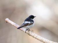 Ficedula semitorquata male Kazbegi Central Park, Stepantsminda, Mtskheta-Mtianeti, Georgia 20180423B_2817