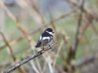 Ficedula semitorquata male Kazbegi Central Park, Stepantsminda, Mtskheta-Mtianeti, Georgia 20180423B_2819