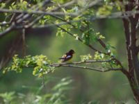 Ficedula zanthopygia ad male Happy Island (Shijiu Tuodao), Hebei, China 19980512 (10)