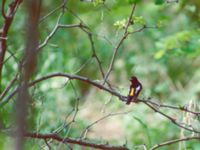 Ficedula zanthopygia ad male Happy Island (Shijiu Tuodao), Hebei, China 19980518 (20)