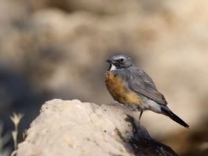 Irania gutturalis - White-throated Robin - Vitstrupig näktergal