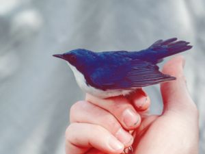 Larvivora cyane - Siberian Blue Robin - Blånäktergal