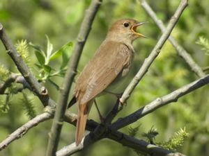 Luscinia luscinia - Thrush Nightingale - Näktergal