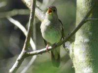 Luscinia luscinia Almåsa, Malmö, Skåne, Sweden 20090518 018