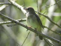 Luscinia luscinia Almåsa, Malmö, Skåne, Sweden 20090518 042