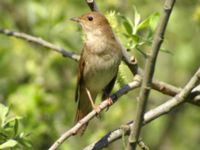 Luscinia luscinia Almåsa, Malmö, Skåne, Sweden 20090518 072