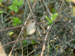 Luscinia megarhynchos - Common Nightingale - Sydnäktergal