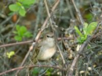 Luscinia megarhynchos africana Chalaubani, Kakheti, Georgia 20180426_1683