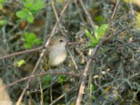 Luscinia megarhynchos africana Chalaubani, Kakheti, Georgia 20180426_1689