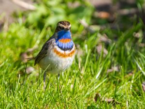 Luscinia svecica - Bluethroat - Blåhake