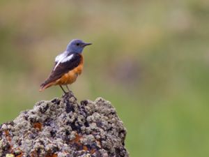 Monticola saxatilis - Rufous-tailed Rock Thrush - Stentrast