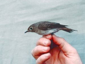 Muscicapa dauurica - Asian Brown Flycatcher - Glasögonflugsnappare