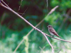 Muscicapa sibirica - Dark-sided Flycatcher - Sibirisk flugsnappare