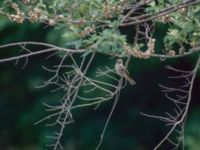 Muscicapa sibirica Happy Island (Shijiu Tuodao), Hebei, China 19980519 (54)