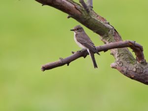 Muscicapa striata - Spotted Flycatcher - Grå flugsnappare