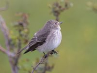 Muscicapa striata Käglinge hästbacke, Malmö, Skåne, Sweden 20230820_0073