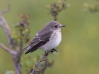 Muscicapa striata Käglinge hästbacke, Malmö, Skåne, Sweden 20230820_0076