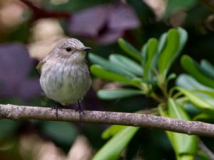 Muscicapa tyrrhenica - Mediterranean Flycatcher - Tyrrensk flugsnappare