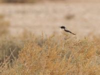 Oenanthe deserti male Oued Jenna, Awsard Road, Western Sahara, Morocco 20180220_0062