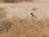 Oenanthe deserti male Oued Jenna, Awsard Road, Western Sahara, Morocco 20180220_0064