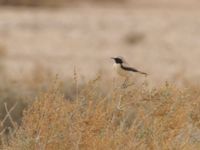 Oenanthe deserti male Oued Jenna, Awsard Road, Western Sahara, Morocco 20180220_0066