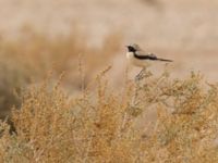 Oenanthe deserti male Oued Jenna, Awsard Road, Western Sahara, Morocco 20180220_0069