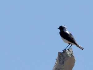 Oenanthe finschii - Finsch's Wheatear - Finschstenskvätta