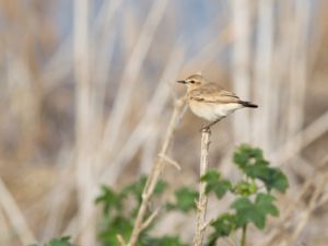 Oenanthe isabellina - Isabelline Wheatear - Isabellastenskvätta