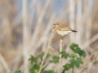 Oenanthe isabellina Maagan Mikhael, Israel 2013-03-27 157