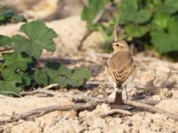 Oenanthe isabellina Maagan Mikhael, Israel 2013-03-27 162