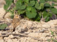 Oenanthe isabellina Maagan Mikhael, Israel 2013-03-27 165