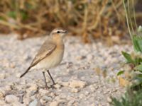 Oenanthe isabellina Maagan Mikhael, Israel 2013-03-27 190